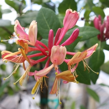 Lonicera x americana 'Pam's Pink' 