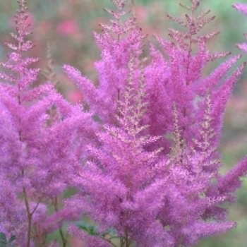 Astilbe 'Nemo' 