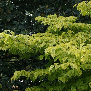 Cornus florida 'Hohman's Gold' 