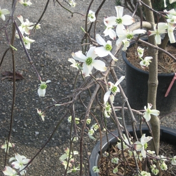 Cornus florida 'Pendula' 