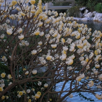 Edgeworthia chrysantha 'Winter Gold' 
