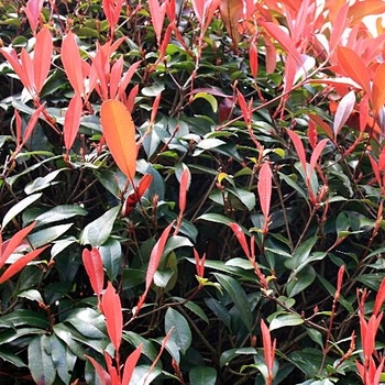 Photinia serrulata