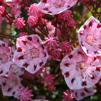 Kalmia latifolia 'Olympic Wedding' 