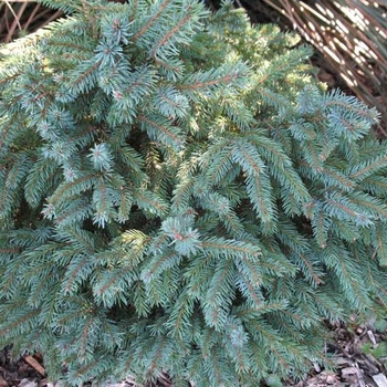 Picea mariana 'Nana' 