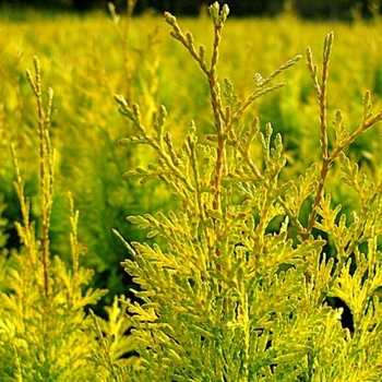 Thuja plicata 'Daniellow' PP20267