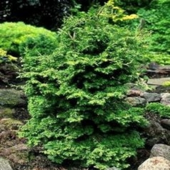 Chamaecyparis obtusa 'Maureen' 