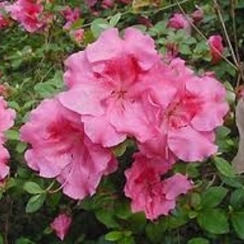 Rhododendron Satsuki hybrid 'Higasa' 