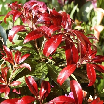 Pieris japonica 'Red Mill' 