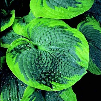 Hosta venusta