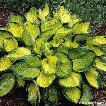 Hosta ventricosa 'Aureo Maculata' 