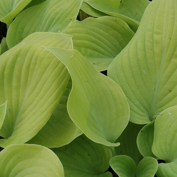 Hosta decorta