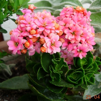 Kalanchoe blossfeldiana 'Calandiva' 