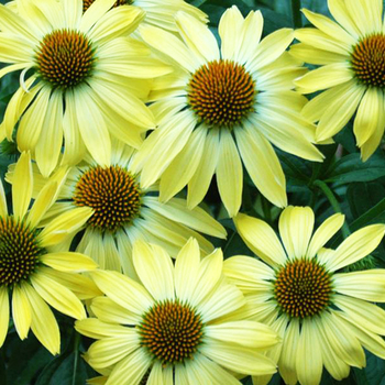 Echinacea purpurea Big Sky™ 'Sunrise'