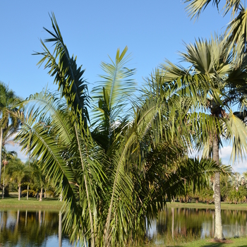 Attalea brasiliensis 