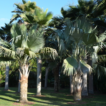 Copernicia baileyana 