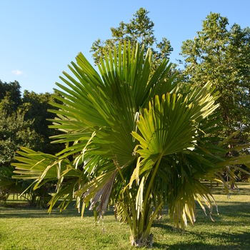 Corypha umbraculifera 