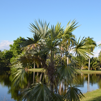 Leucothrinax morrisii 