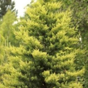 Cupressus arizonica var. glabra 'Sulphurea' 