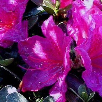 Rhododendron Girard hybrid 'Girard Dwarf Lavender' 