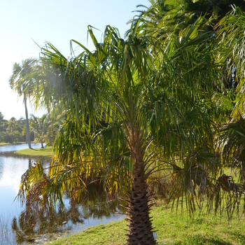 Livistona australis '' (056005)