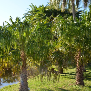 Livistona australis '' (056006)