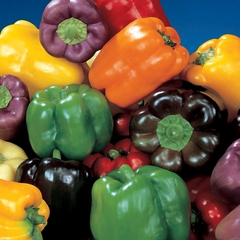 Capsicum annuum 'Sweet Rainbow Mix' 