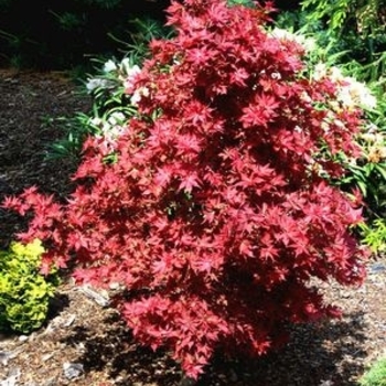 Acer palmatum 'Ruby Stars (Beni Hoshi)' 