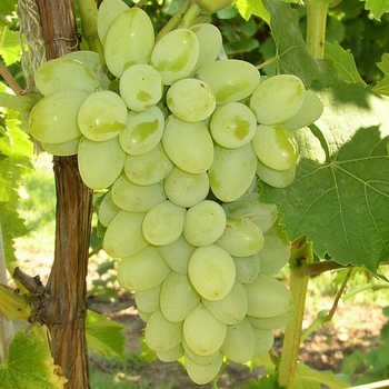 Vitis 'Marquis' 