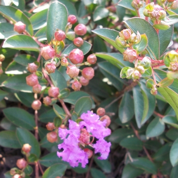 Lagerstroemia indica 'Violet Filli' PP14267