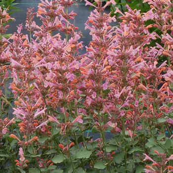 Agastache 