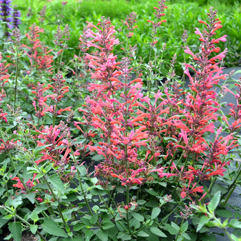 Agastache Kudos™ Coral