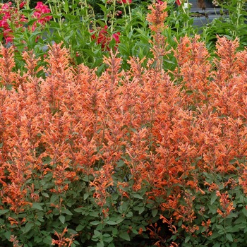 Agastache 'Mandarin' 