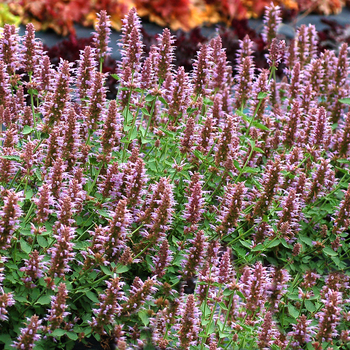 Agastache Kudos™ 'Silver Blue'