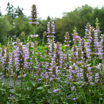 Agastache 'Silver Blue' PP25344