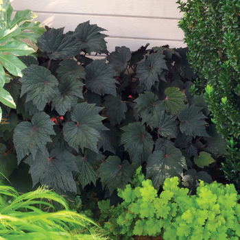 Begonia Cool Breeze™ 'Emerald'