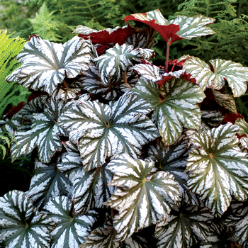 Begonia 'Glacier' 