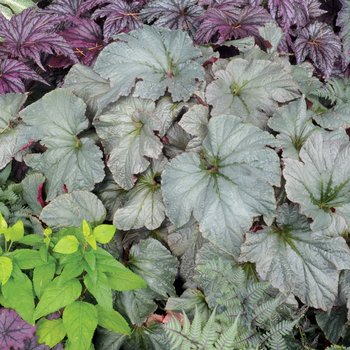 Begonia 'Pewter' PP25080