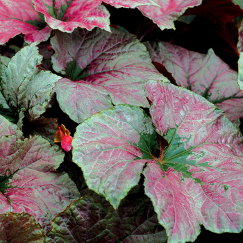 Begonia 'Rouge' 