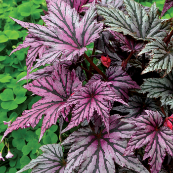 Begonia Garden Angel™ 'Blush'