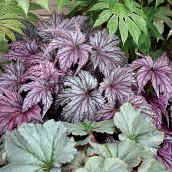 Begonia Garden Angel™ 'Plum'