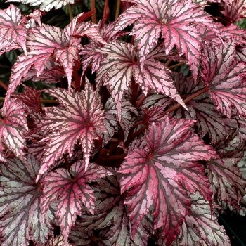 Begonia 'Plum' 