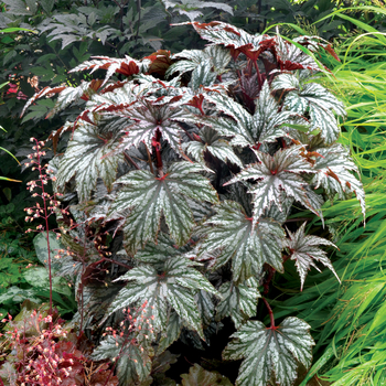 Begonia 'Silver' 