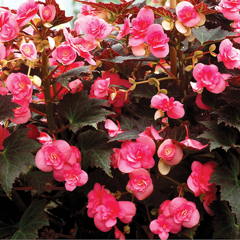 Begonia Cocoa™ 'Puff Pink'