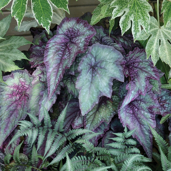 Begonia 'Aurora' 