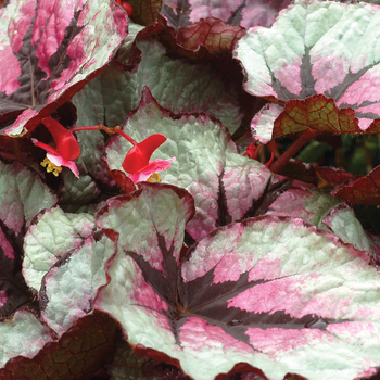 Begonia T Rex™ 'First Blush'