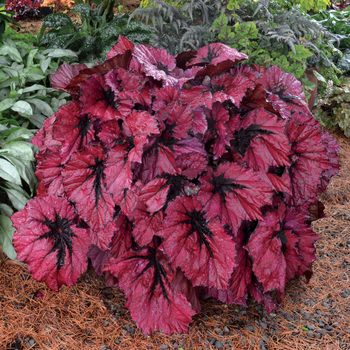 Begonia T Rex™ 'Ruby Slippers'