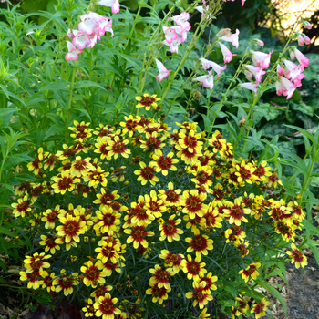 Coreopsis 'Bengal Tiger'