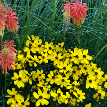 Coreopsis 'Imperial Sun' PP25404