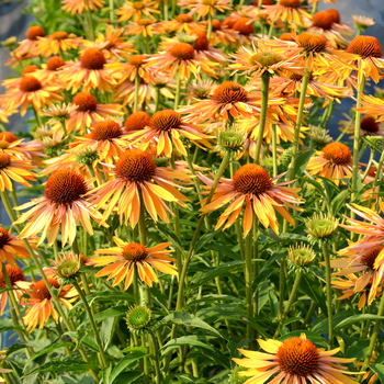 Echinacea 'Big Kahuna'