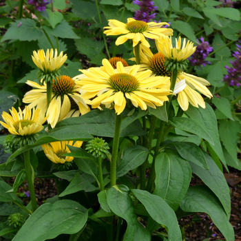 Echinacea Prairie Pixies™ 'Chiquita'